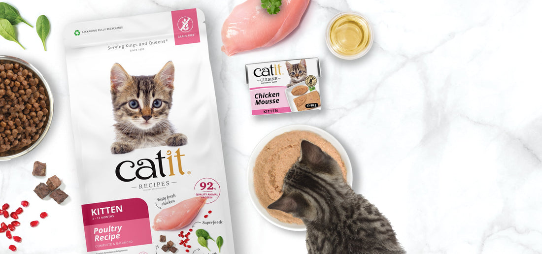 Kitten Feeding Guide: What to Feed, How Much & When to Switch