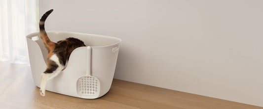 Create the Perfect Litter Tray Setup: Location, Size & Litter Tips