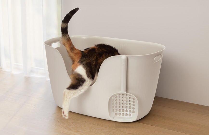 How Often Should I Change My Cat’s Litter? Scooping, Full Changes & Odour Control