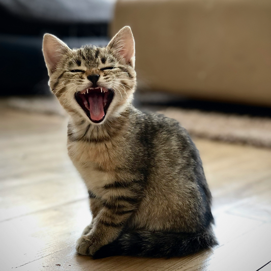Is Your Kitten Teething? Signs, Solutions, and What to Expect