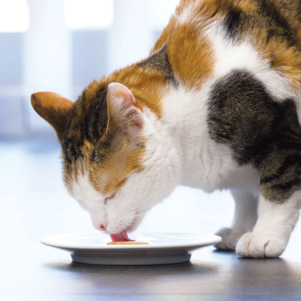 Catit Creamy Heart-Shaped Silicone Ice Tray