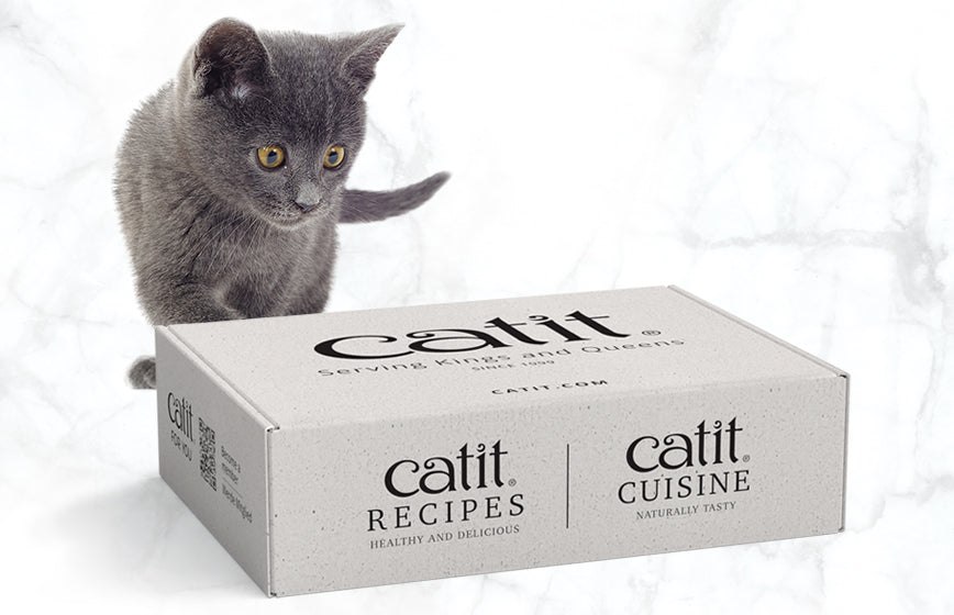 New Kitten Essentials Checklist: What You Really Need (Food, Litter, S ...