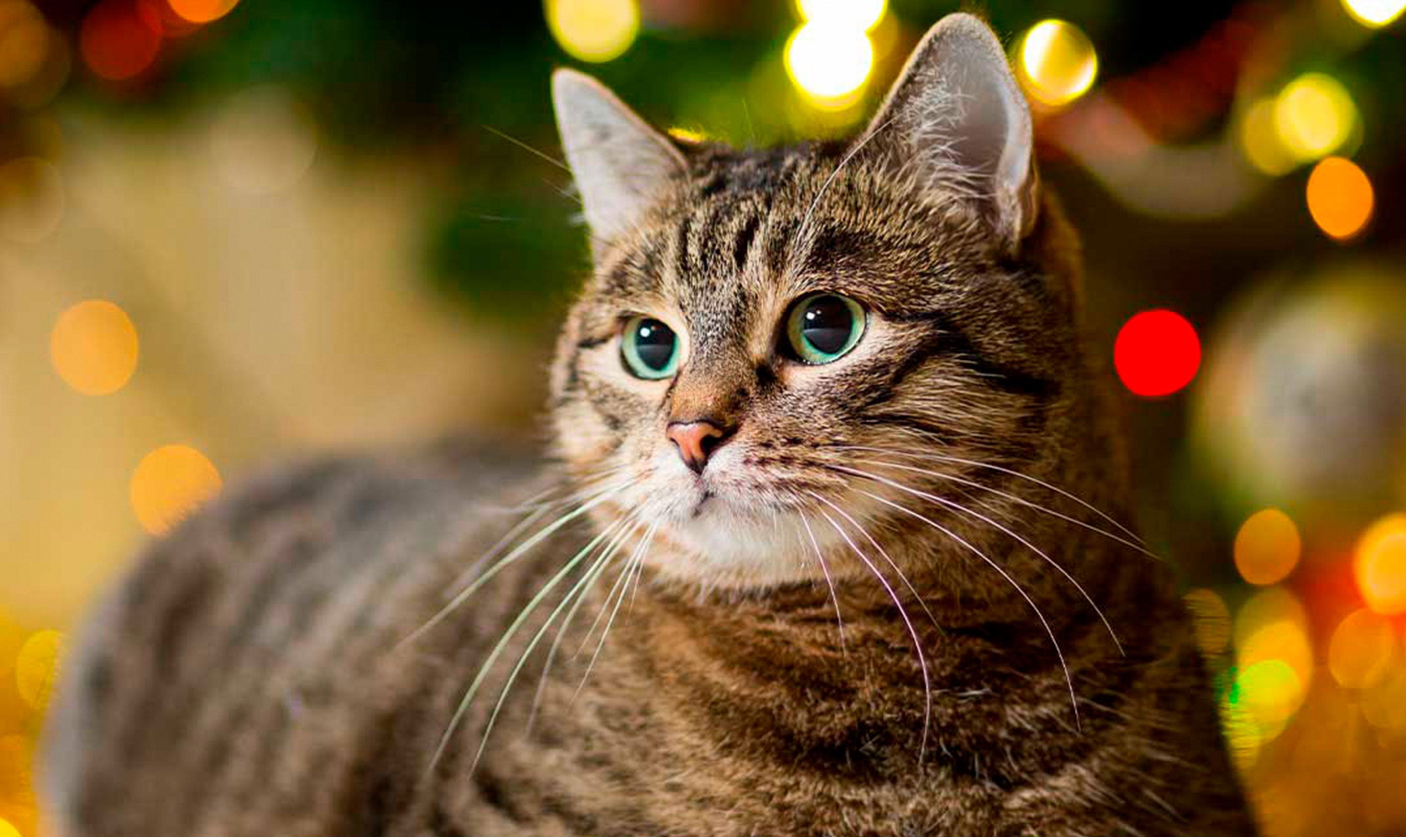 Cat-Proof Your Christmas Tree